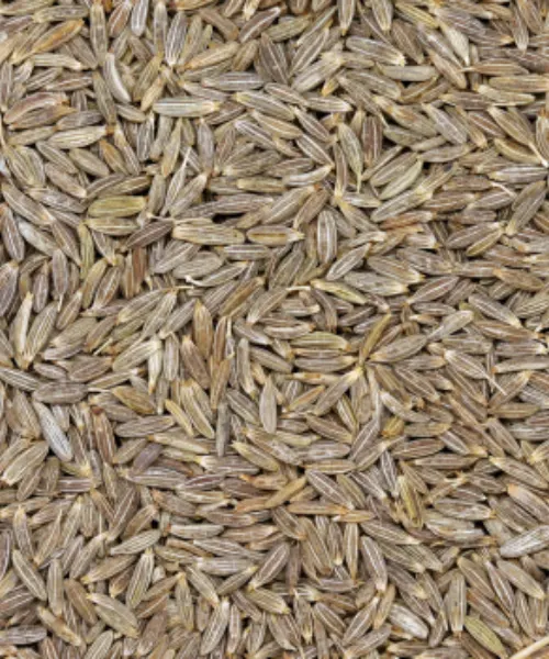 Cumin Seed